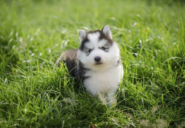 Petland Puppies: 3 Facts About Siberian Husky Dogs