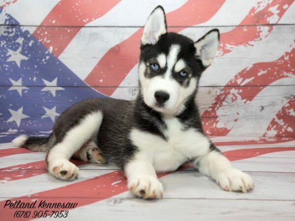 Add to Your Pack with One of Our Siberian Husky Puppies for Sale!