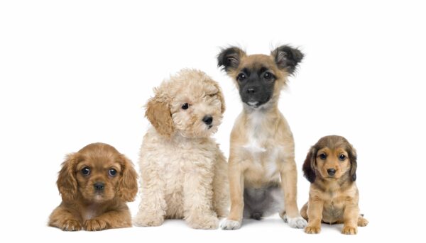 The 5 Benefits to Owning a Small Dog