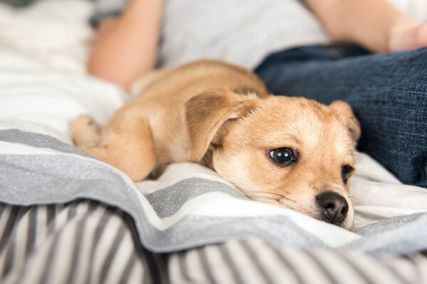 5 More Irresistible Reasons for Small Dog Ownership