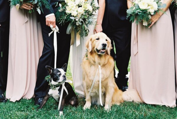 Tips on How to Blend Your Small Dog Breeds as Newlyweds