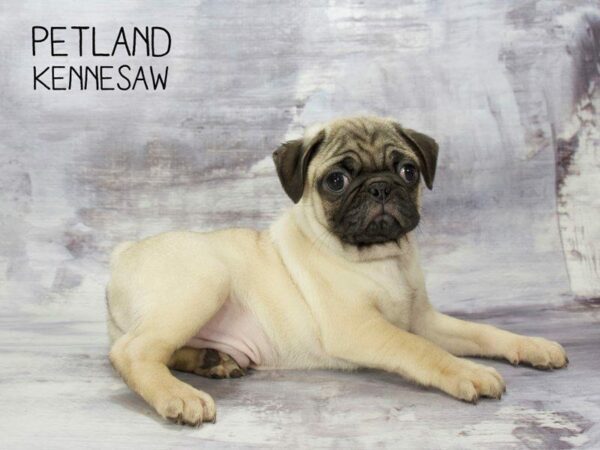 Did You Know Petland Has the Cutest Small Dog Breeds for Sale?