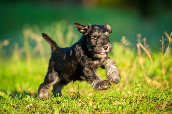 Petland Has Small Puppies for Sale