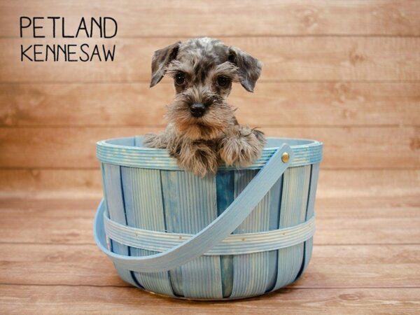 Schnauzer Puppies for Sale Are Schnazzy and Special!