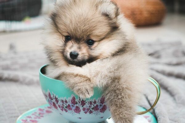 Petland Speaks: How to Take Care of Teacup Dog Breeds