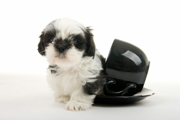 The History Behind Teacup Puppies