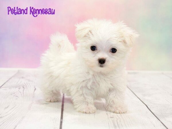Looking for Teacup Puppies? Read Petland’s Newest Blog First!