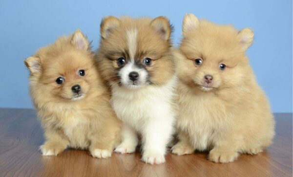 We’ve Got The Cutest Teacup Puppies