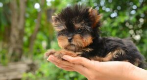 teacup yorkie