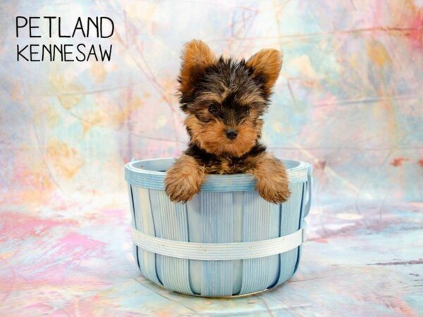 3 Pros to Adding a Teacup Yorkie for Sale to Your Home