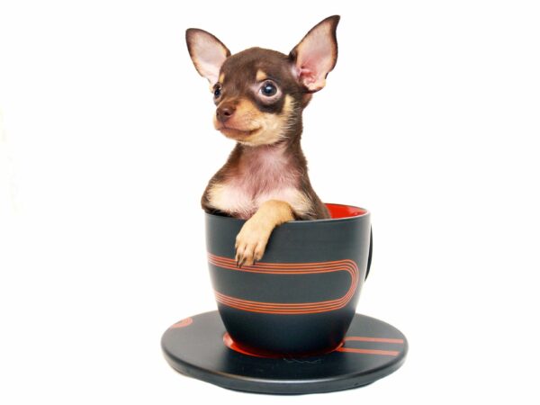 Looking for Teacup Puppies?