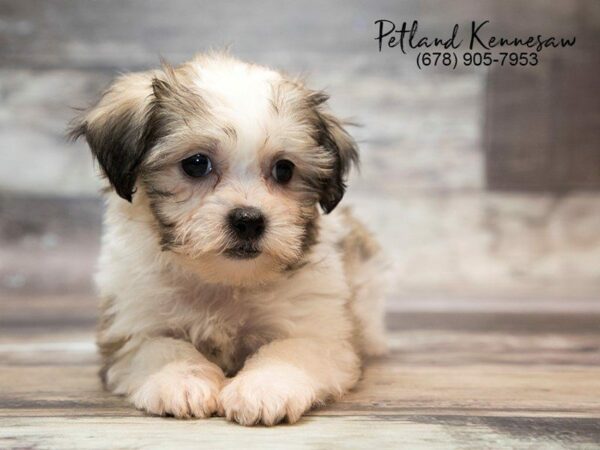 Huggable, Squeezable Teddy Bear Dogs
