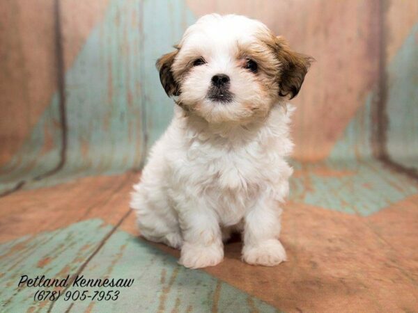 Petland Talks: Why Don’t You Have a Teddy Bear Puppy Yet??