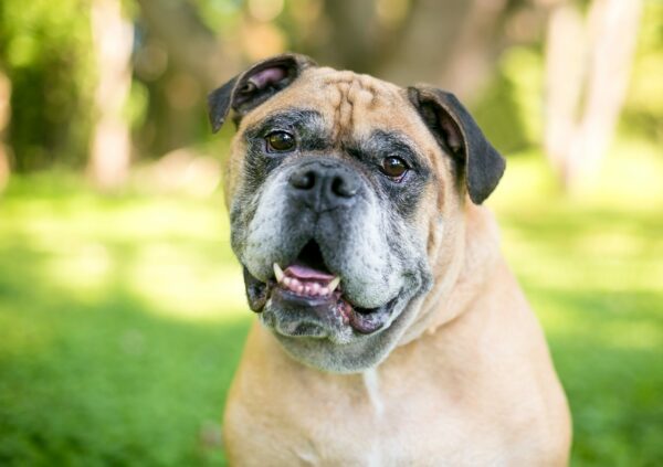 Victorian Bulldog Puppies At Petland