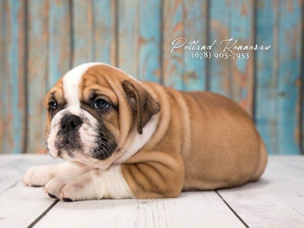 Petland Puppy Breed Education: Victorian Bulldog Basics!