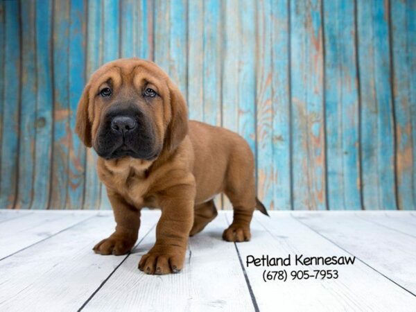 What’s Up With Walrus Puppies for Sale?