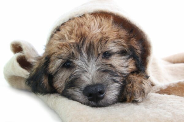 Learn 10 Fun Facts About Wheaten Terriers