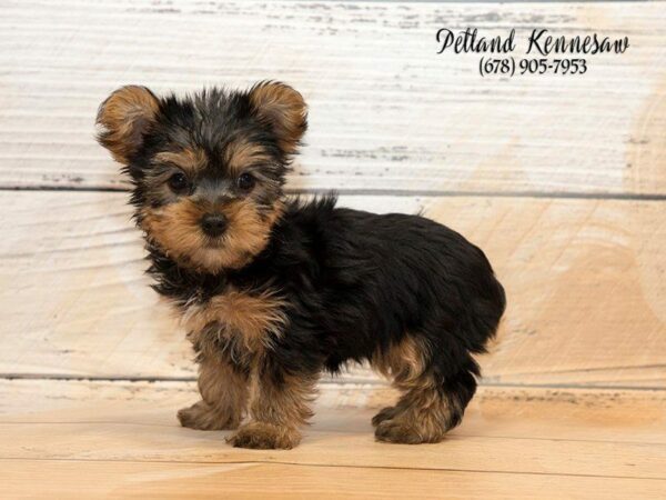 7 Fun Facts about Yorkshire Terrier puppies