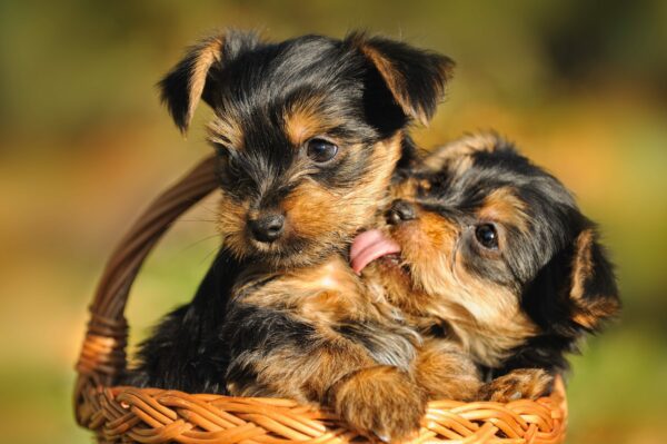 Quick Facts about Yorkshire Terrier Puppies