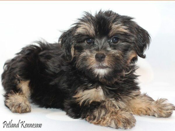 Yorkie Poo Puppies for Sale: Is the Yorkie Poo the Right Dog Breed for You?