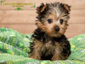 yorkie puppies for sale