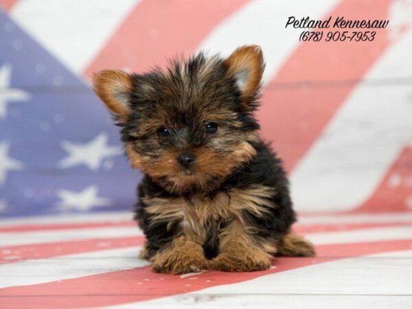 What You Should Know about Your Yorkie