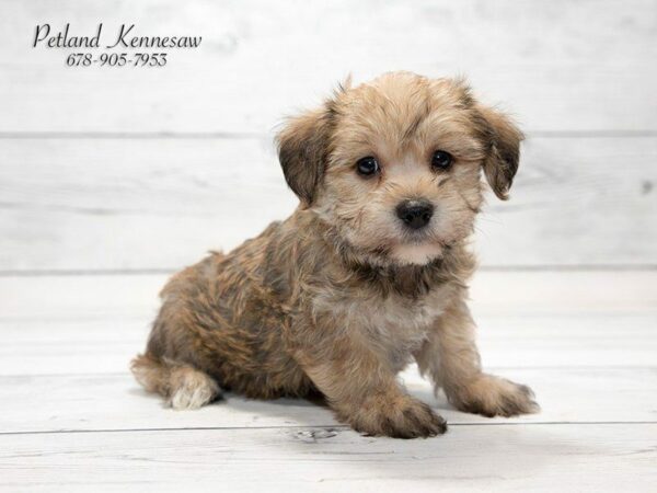 Yorkipoo Puppies Are a Dream Come True