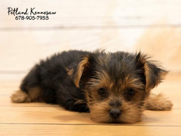There is Nothing Better Than Finding the Perfect Yorkie Puppy for You!