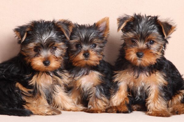 Find Your Yorkies at Petland Kennesaw!