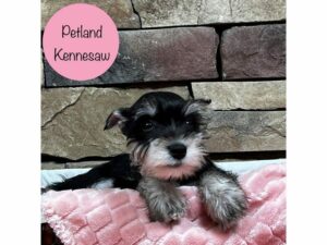 Miniature Schnauzer-Dog-Female-Black-28534-Petland Kennesaw, Georgia