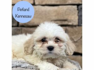Teddy Bear-Dog-Male-White-28553-Petland Kennesaw, Georgia