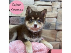 Pomsky-Dog-Female-Chocolate-28586-Petland Kennesaw, Georgia