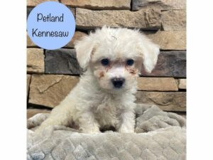 Bichon Frise-Dog-Male-White-28565-Petland Kennesaw, Georgia