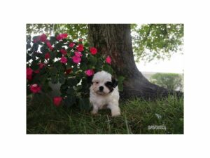 Teddy Bear-Dog-Female-White / Black-28596-Petland Kennesaw, Georgia