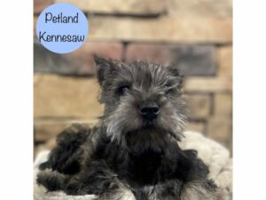 Miniature Schnauzer-Dog-Male-Salt / Pepper-28634-Petland Kennesaw, Georgia