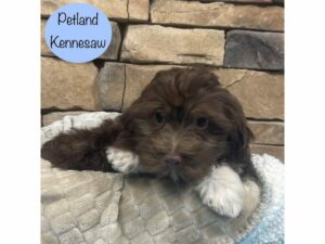Havanese-Dog-Male-Chocolate-28659-Petland Kennesaw, Georgia