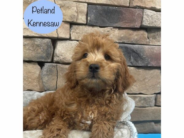 Miniature Goldendoodle 2nd Gen-Dog-Male-Golden-28654-Petland Kennesaw, Georgia