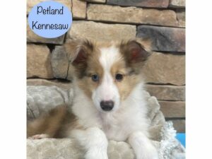 Shetland Sheepdog-Dog-Male-Red Merle-28651-Petland Kennesaw, Georgia