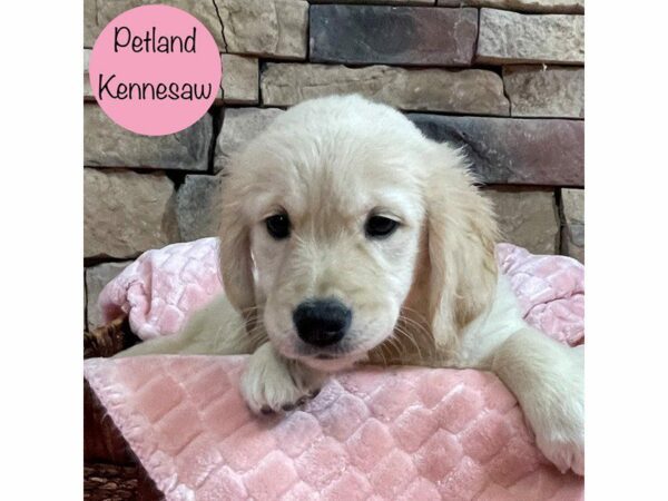 Golden Retriever-Dog-Female-Cream-28655-Petland Kennesaw, Georgia