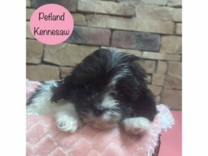 Cavapoo-Dog-Female-Black / White-28644-Petland Kennesaw, Georgia