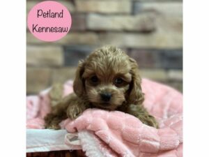 Cavapoo-Dog-Female-Red / White-28674-Petland Kennesaw, Georgia