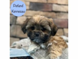 Teddy Bear-Dog-Male-Brown-28681-Petland Kennesaw, Georgia