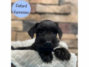 Miniature Schnauzer-Dog-Male-Black-28671-Petland Kennesaw, Georgia
