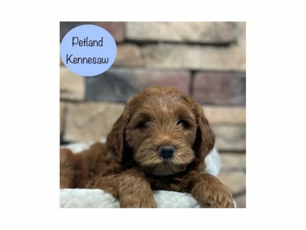 Miniature Goldendoodle 2nd Gen-Dog-Male-Red-28668-Petland Kennesaw, Georgia