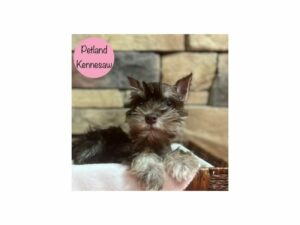 Miniature Schnauzer-Dog-Female-Chocolate-28684-Petland Kennesaw, Georgia