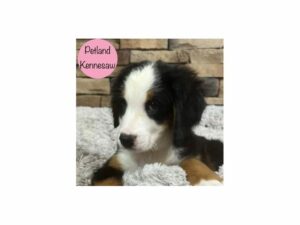 Bernese Mountain Dog-Dog-Female-Tri-Colored-28695-Petland Kennesaw, Georgia