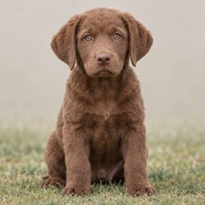 Chesapeake-Bay-Retriever