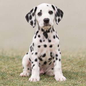 Dalmatian