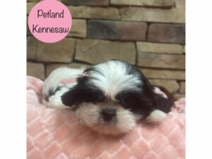 Shih Tzu-Dog-Female-Sable / White-28642-Petland Kennesaw, Georgia
