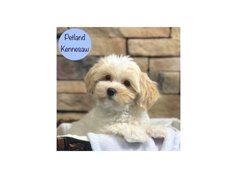 Havanese Dog Male Cream / White 28690